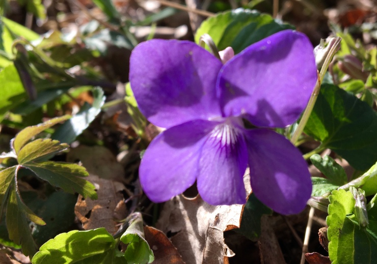 Dainty Woodland Violet