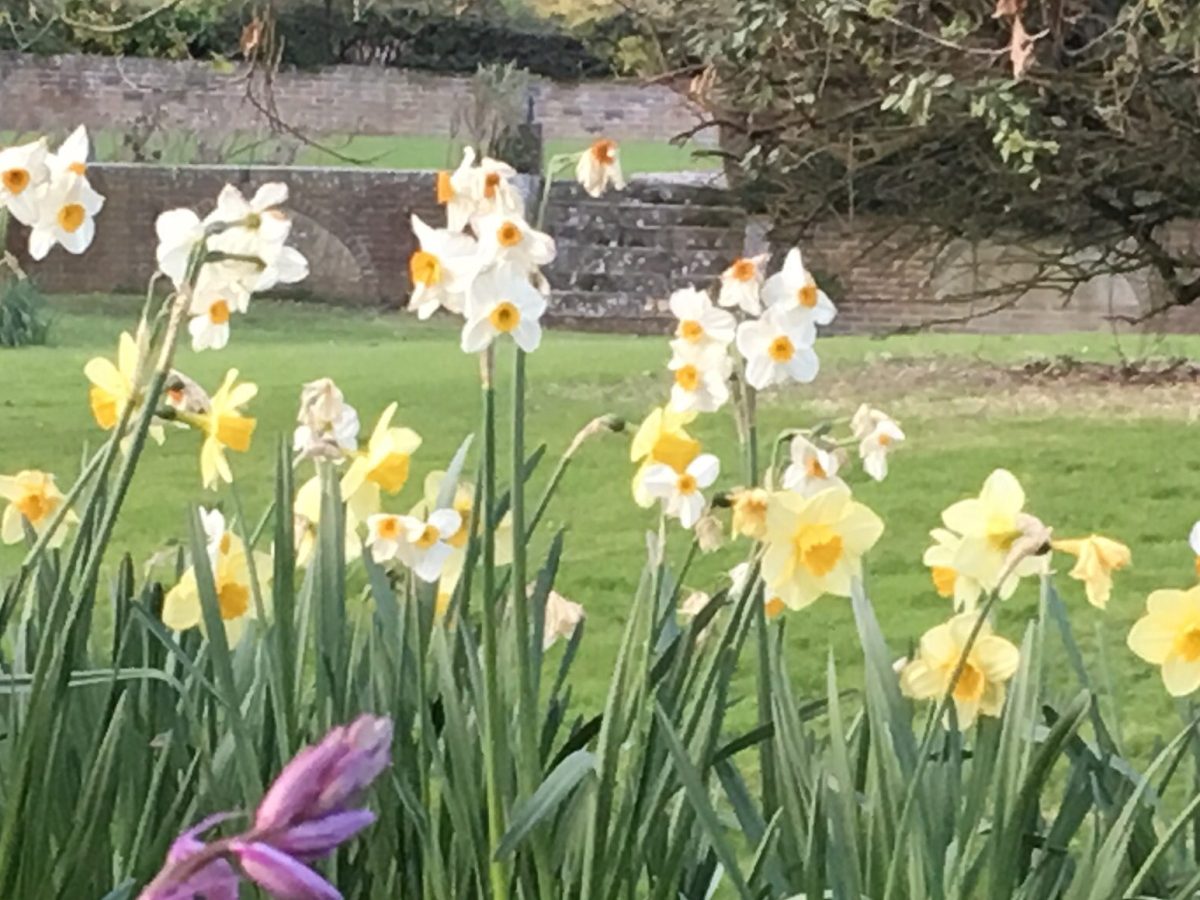 Local walks to enjoy the Sussex Daffodils