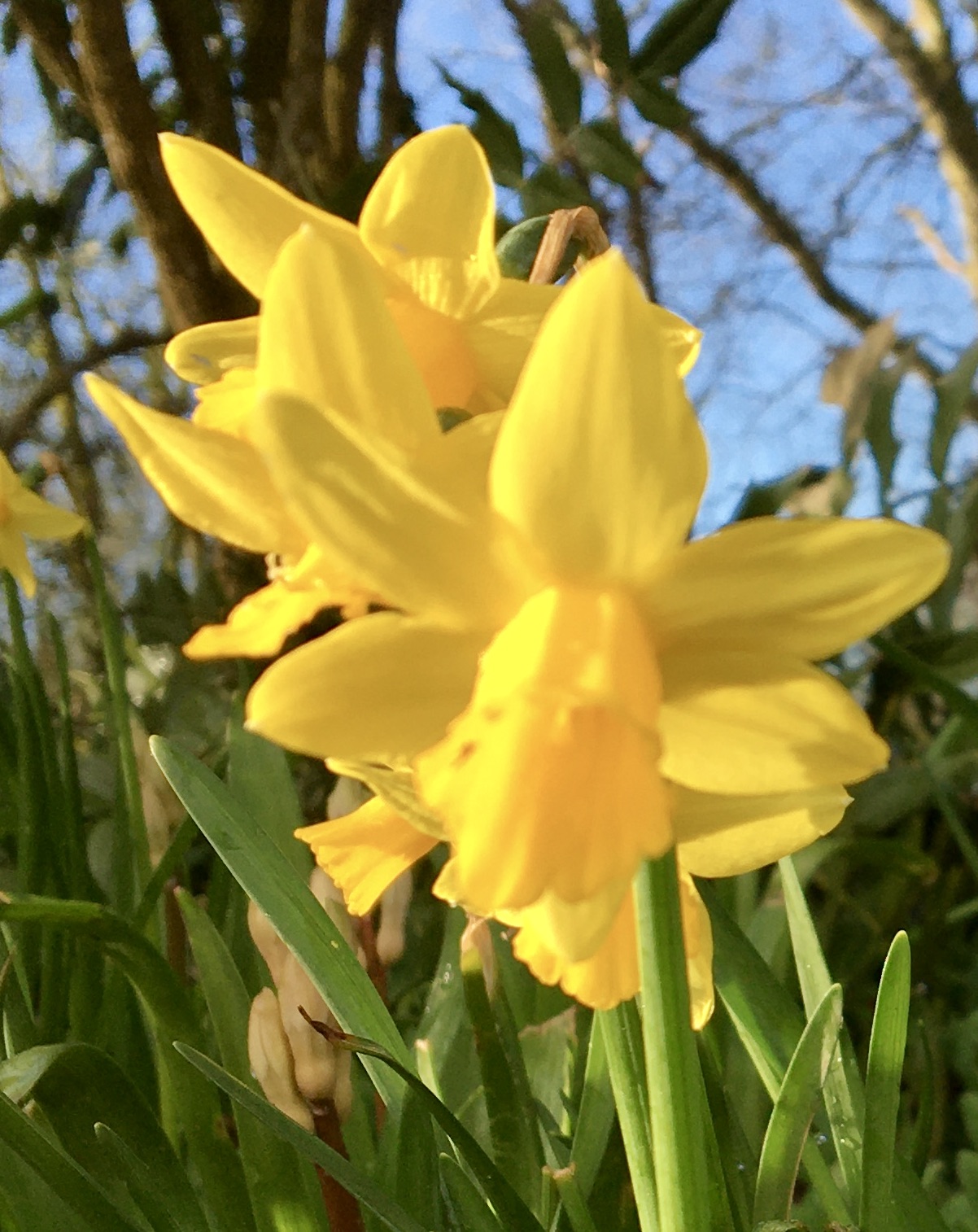 Close up of yellow daffodil heads against blue sky.