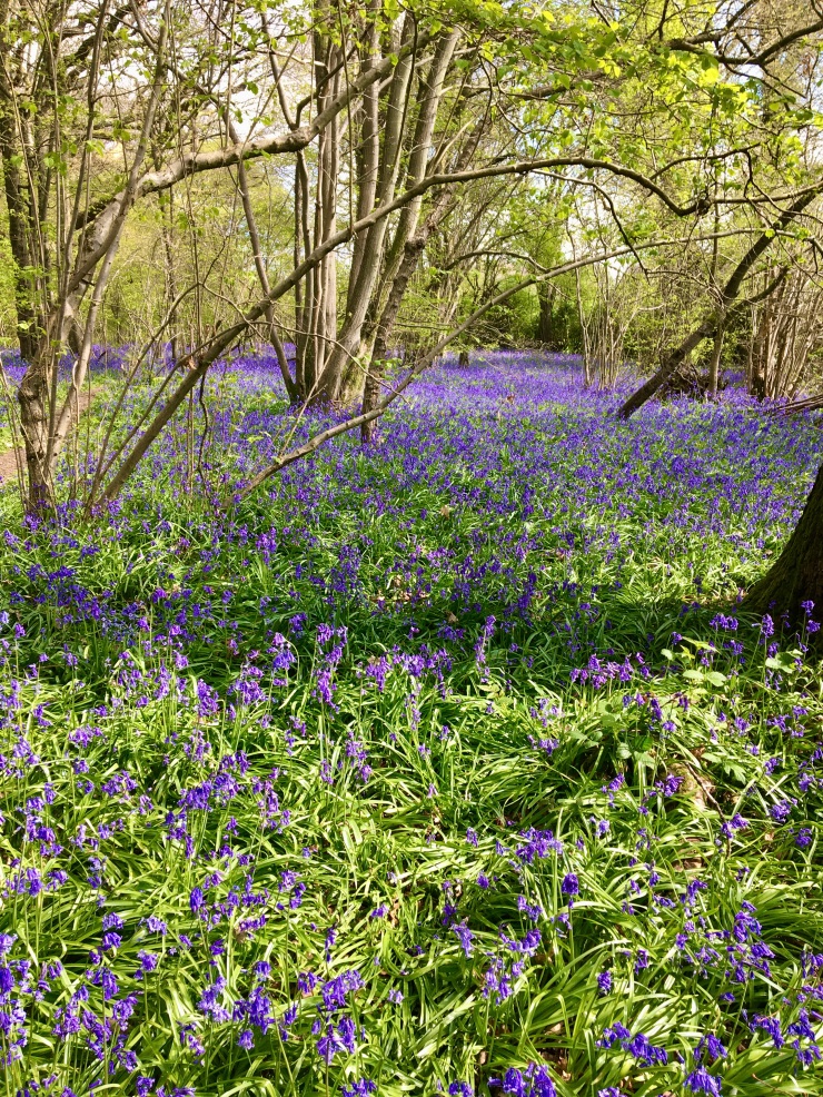 long view bluebell wood