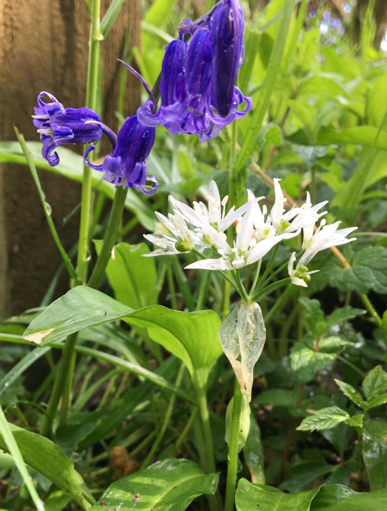 Bluebell & wild garlic