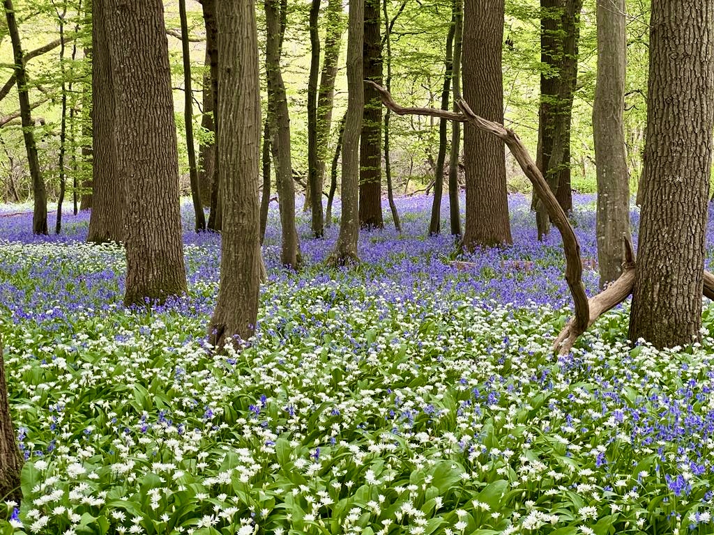 Sussex Bluebells carpet woodlands with joy