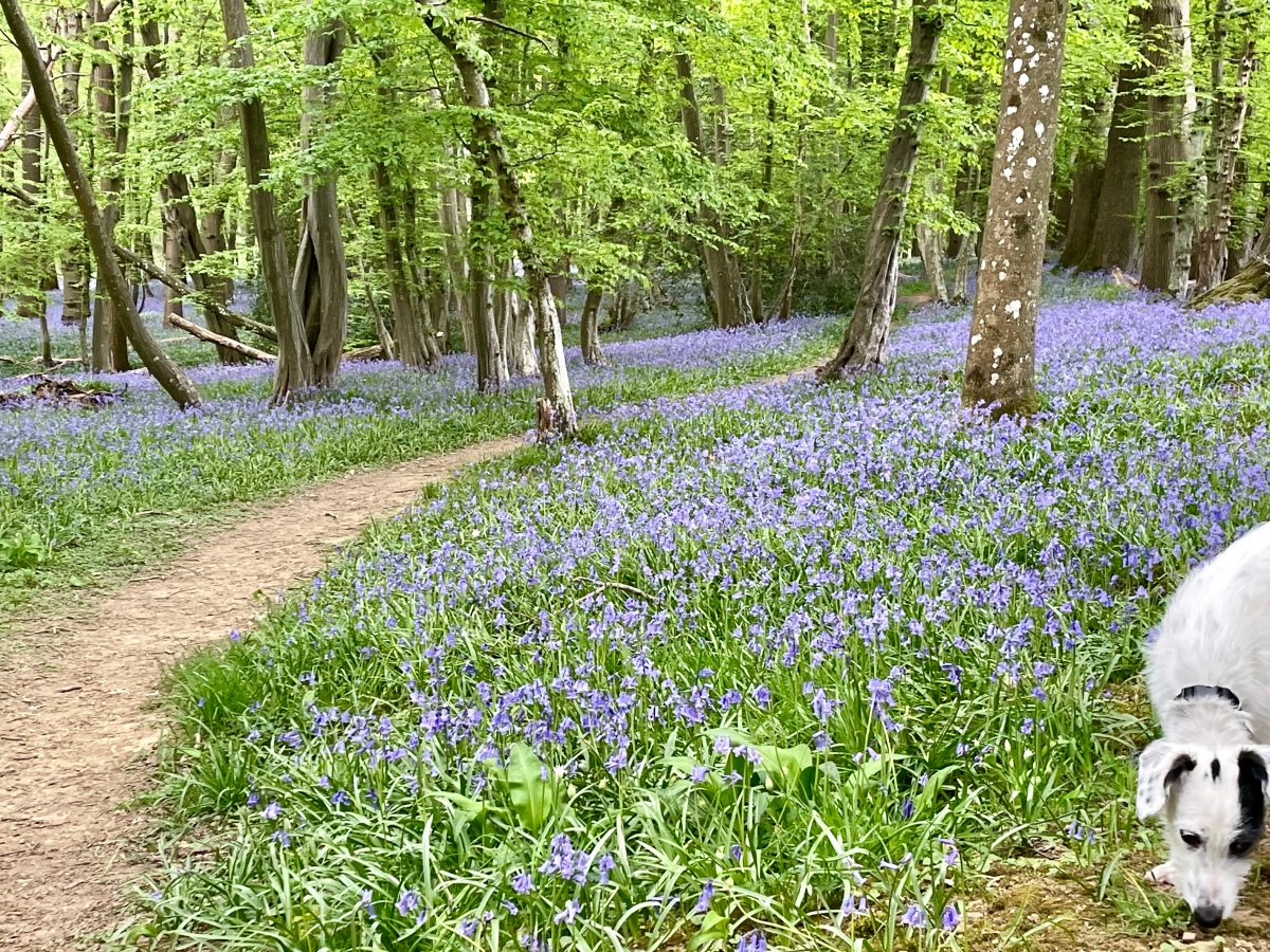 Late April, Early May Bluebell walks