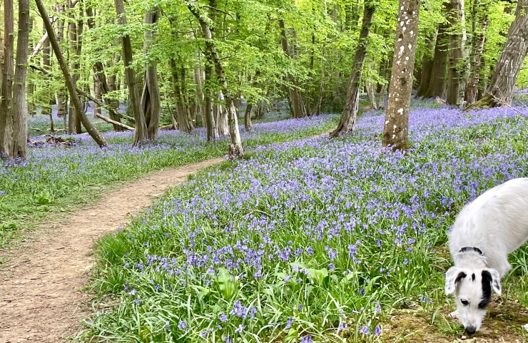 Oscar the puppy smelling bluebells with a path gently meandering through a bluebell wood