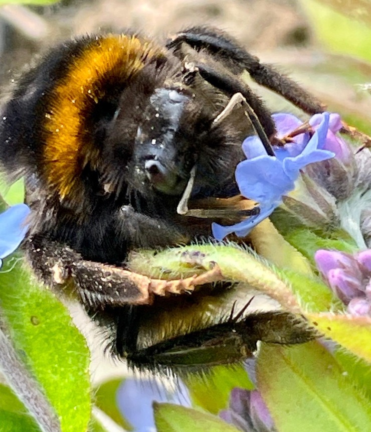Bee enjoying Borage nectar