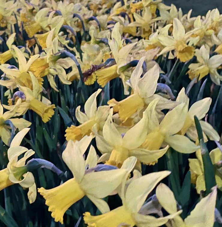 Miles and Miles of Smiles; trumpeting Daffodils! 